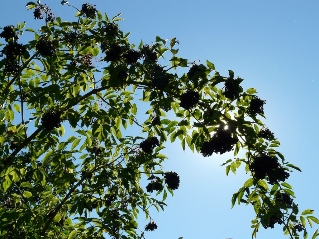 black elderberry