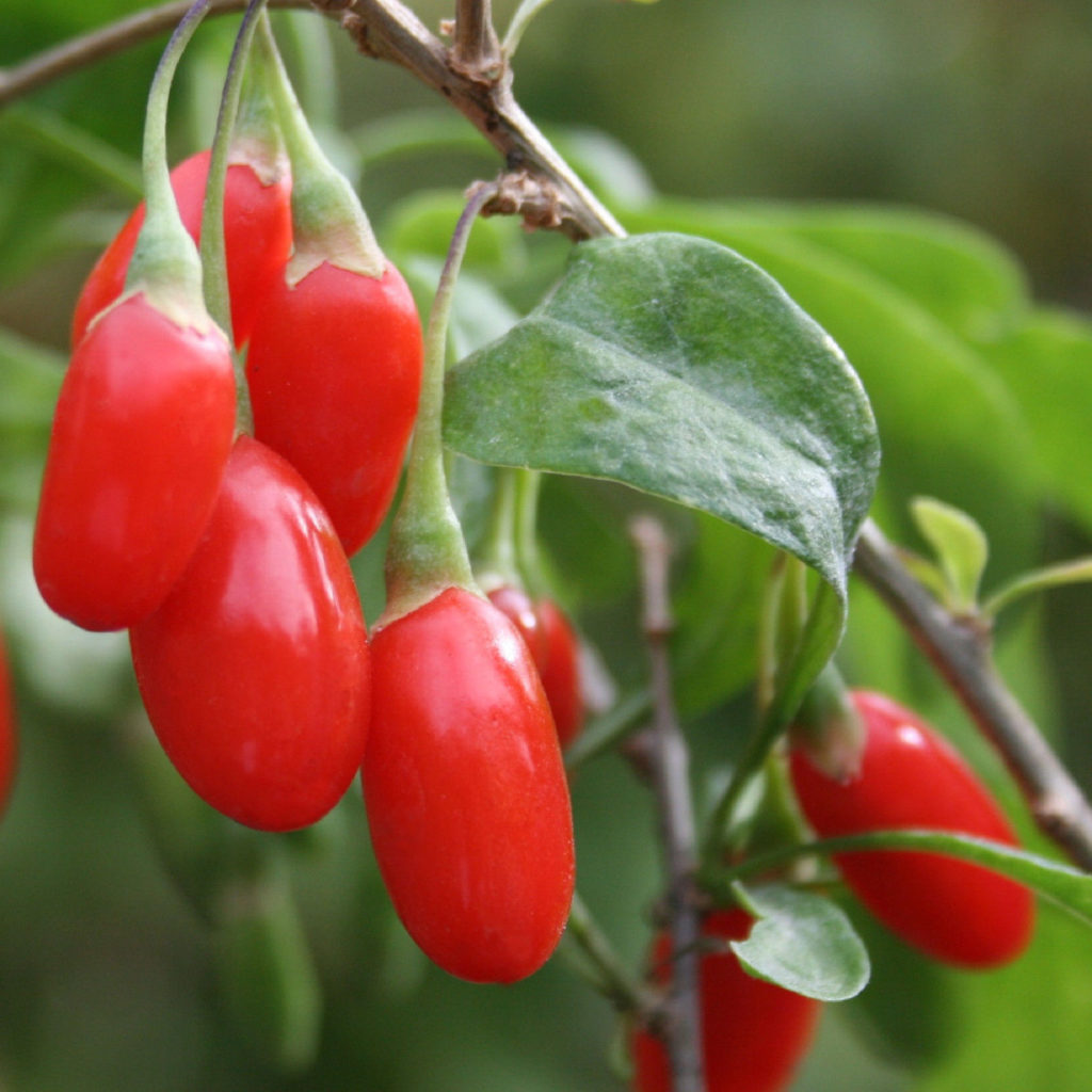 goji berries on a tree